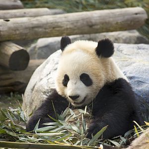 Giant Panda Cub