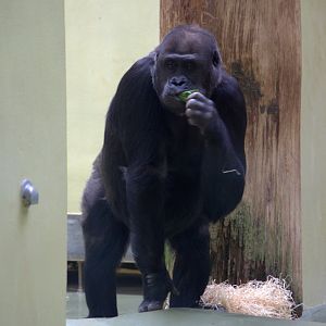 2017-04-13 - Zoo Berlin - Western Lowland Gorilla - Djambala