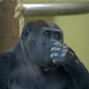 2017-04-13 - Zoo Berlin - Western Lowland Gorilla - Djambala