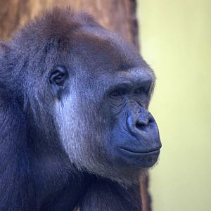 2017-04-13 - Zoo Berlin - Western Lowland Gorilla - Bibi