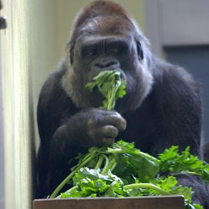 2017-04-13 - Zoo Berlin - Western Lowland Gorilla - Mpenzi