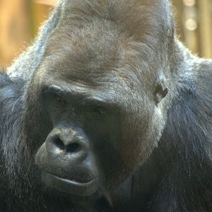 2017-04-13 - Zoo Berlin - Western Lowland Gorilla - Ivo