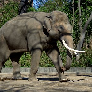 2017-04-13 - Zoo Berlin - Asian Elephant - Victor