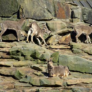2017-04-13 - Zoo Berlin - Asiatic Ibex