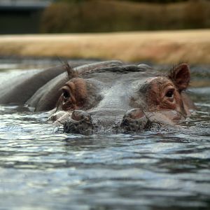 2017-04-13 - Zoo Berlin - Hippo