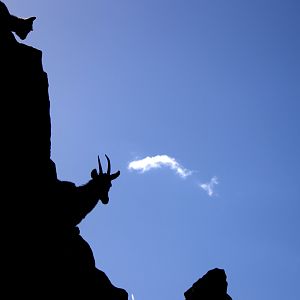 2017-04-13 - Zoo Berlin - Asiatic Ibex