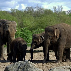 2017-04-11 - Tierpark Berlin - Asian Elephant
