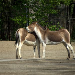 2017-04-11 - Tierpark Berlin - Eastern Kiang