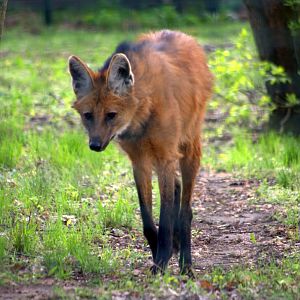 2017-04-11 - Tierpark Berlin - Maned Wolf