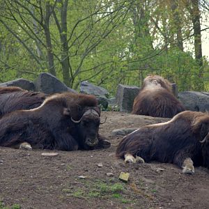 2017-04-11 - Tierpark Berlin - Musk Oxen