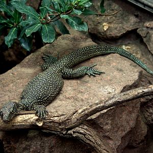 2017-04-11 - Tierpark Berlin - New Guinea Pacific Monitor
