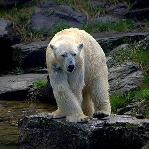 2017-04-11 - Tierpark Berlin - Polar Bear