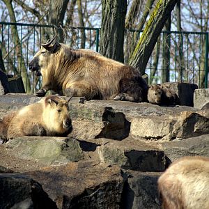 2017-04-11 - Tierpark Berlin - Sichuan Takin