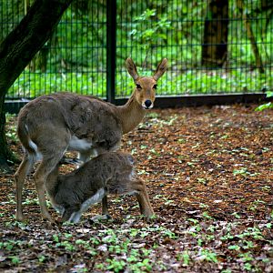 2017-04-11 - Tierpark Berlin - South African Mountain Reedbuck