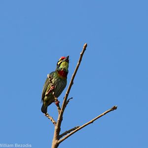 Coppersmith Barbet - Bangkok