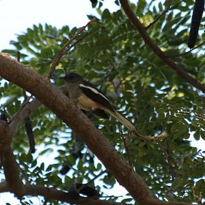 Oriental Magpie-robin - Bangkok