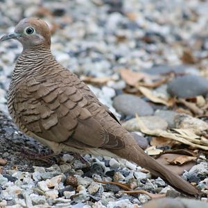 Zebra Dove - Bangkok