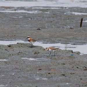 Lesser Sand Plover - Pak Thale Shorebird Site