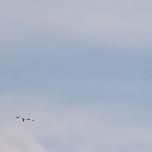 Painted Storks - Pak Thale Shorebird Site