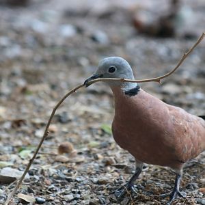 Red Collared Dove - Pak Thale Shorebird Site