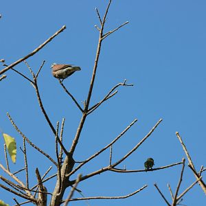 Red Collared Dove and Coppersmith Barbet - Bangkok