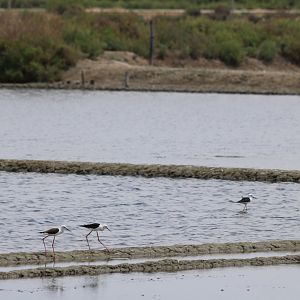 Black-winged Stilts - Pak Thale Shorebird Site