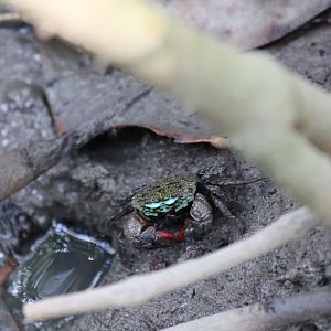 Crab Species - Laem Pak Bia