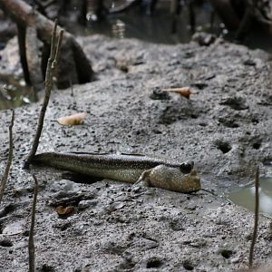 Mudskipper - Laem Pak Bia