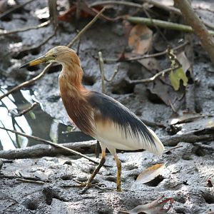 Javan Pond-heron - Laem Pak Bia