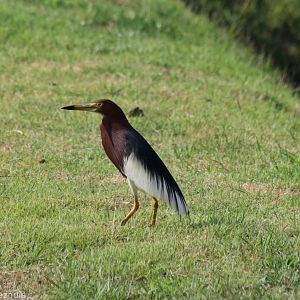 Chines Pond Heron - Laem Pak Bia
