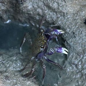 Crab Species - Laem Pak Bia