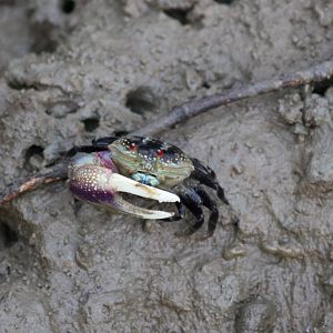 Crab Species - Laem Pak Bia