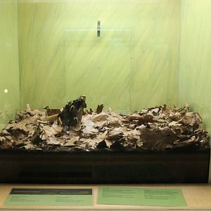 Enclosure Flower beetle