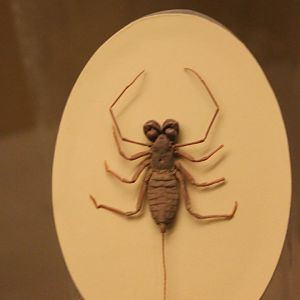 Member of the spider-family