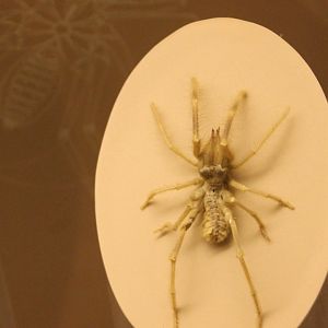 Spider-species