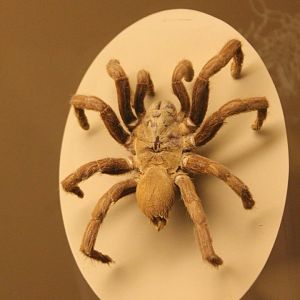 Tarantula-species