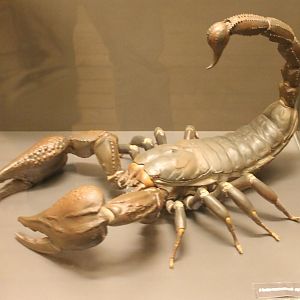 Scorpion