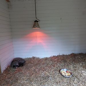 African Civet Indoor Enclosure