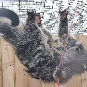 Climbing Binturong