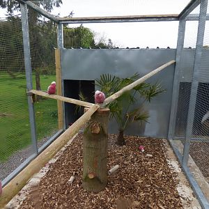 Galah Aviary