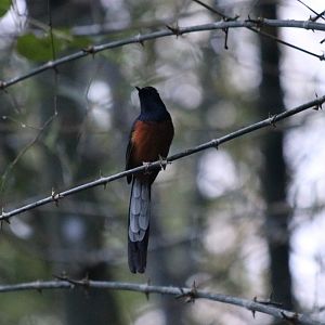 White-rumped Shama - Baan Maka Chalets