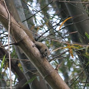 Grey-bellied Squirrel - Baan Maka Chalets
