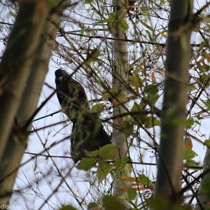 Greater Coucal - Baan Maka Chalets