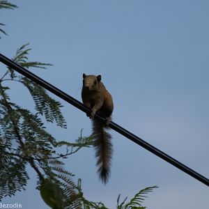 Grey-bellied Squirrel - Baan Maka Chalets