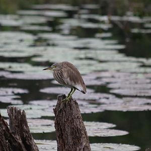 Non-breeding Pond-heron - Baan Maka Chalets