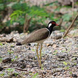 Red-wattled Lapwing - Kaeng Krachan National Park