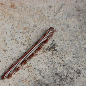 Millipede - Kaeng Krachan National Park