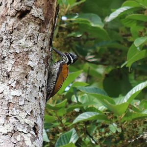 Greater Flameback Female - Kaeng Krachan National Park