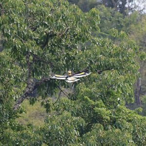 Great Hornbill in Flight - Kaeng Krachan National Park