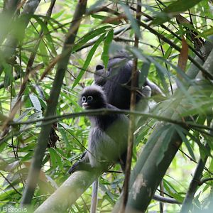 Dusky Langur - Kaeng Krachan National Park